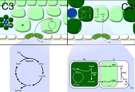 About Our Work On C4 Photosynthesis Hibberd Lab