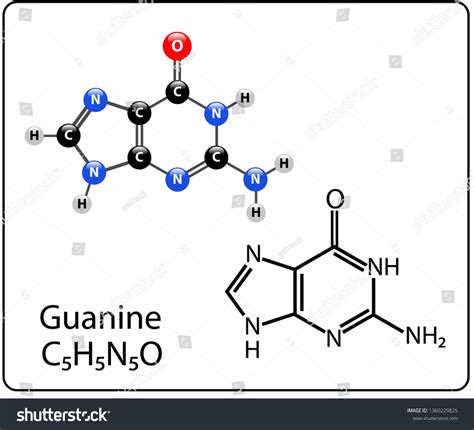 Guanine Molecule Structure Stock Vector Royalty Free 1360229825 Shutterstock
