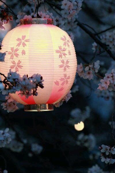 hanami japanese lanterns sakura cherry blossom