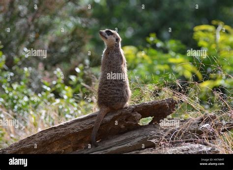 Getting Up Close With A Meerkat Sentry Stock Photo Alamy