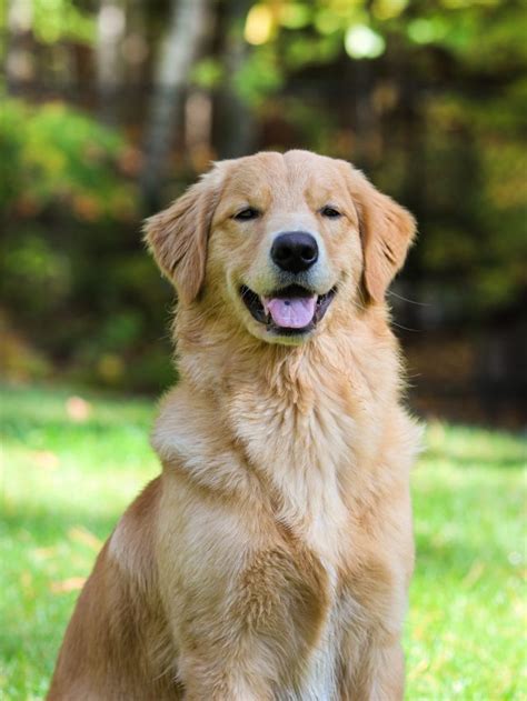 Why Golden Retrievers Are The Best Dogs Ever Dogbreedo