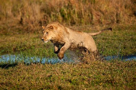 How Fast Can A Lion Run Learn The Full Story African Wildlife