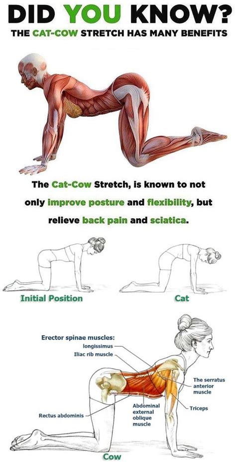 It also open the chest, encouraging the breath to become slow and deep. Cat-Cow Pose Exercise - Online Fitness and Bodybuilding ...