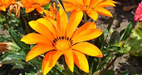 Gazania Flower Care Growing The Treasure Plant How To