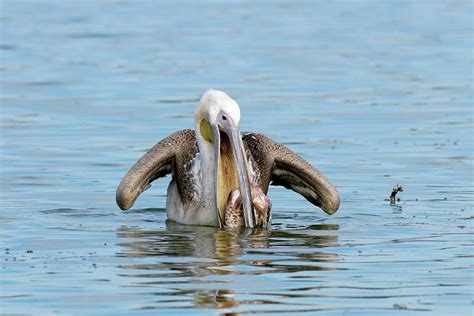 Pelican Fishing Photograph By Photostock Israelscience Photo Library