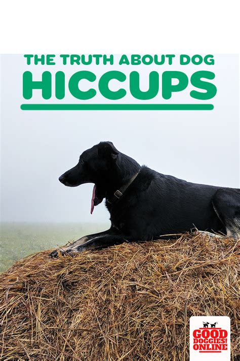 Truth About Dog Hiccups How To Stop Dog Hiccups Good Doggies Online