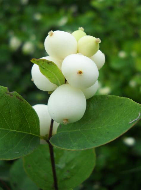 My Nature Photography Snowberries