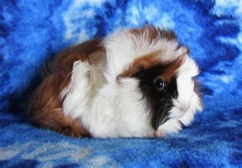 7:08 snowdrophedgie 127 316 просмотров. Adorable Baby Long Haired Guinea Pigs for Sale in ...