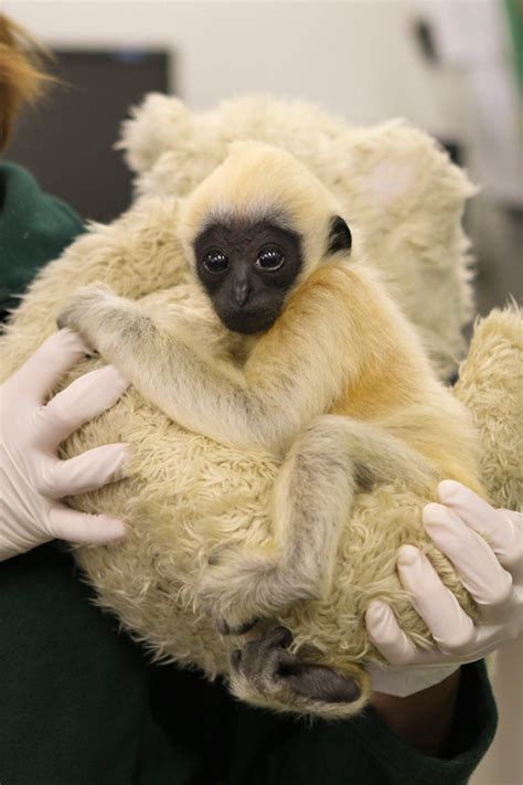 Nearly Extinct Baby Gibbon Born At Perth Zoo Zooborns