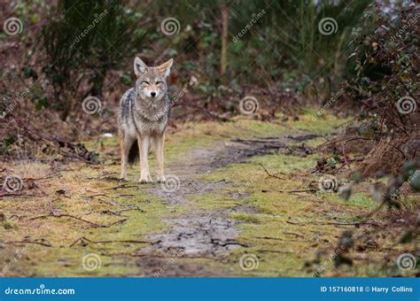A Coyote In Canada Stock Photo Image Of Beach Portrait 157160818