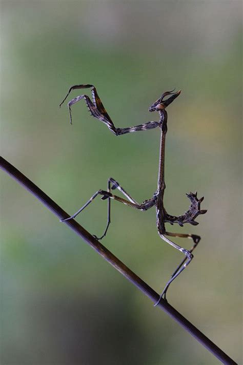 Via 500px Untitled By Mehmet Karaca Weird Insects Beautiful Bugs