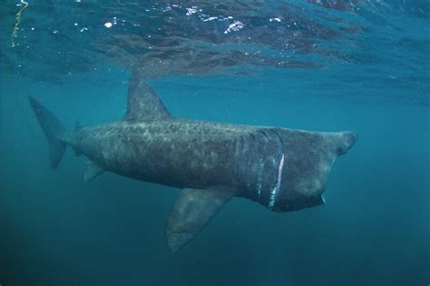 Basking Shark Facts And Beyond Biology Dictionary