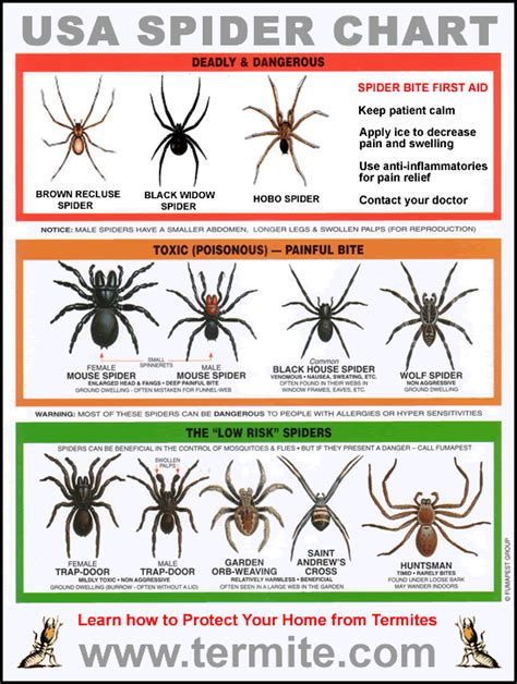 333 How To Spider Identification Dangerous Venomous
