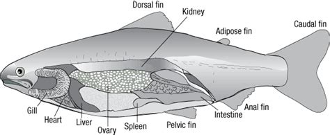 Anatomy Of Salmon All Information About Healthy Recipes And Cooking Tips