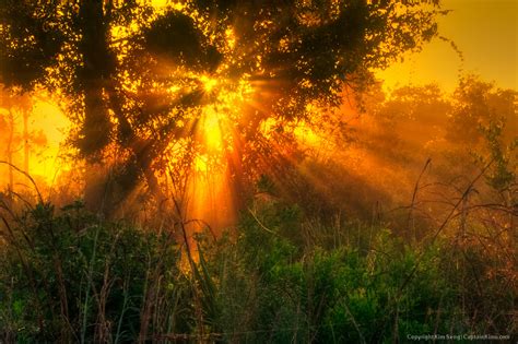 Glorious Light Rays From Pine Forest In Jupiter Farms Florida Hdr