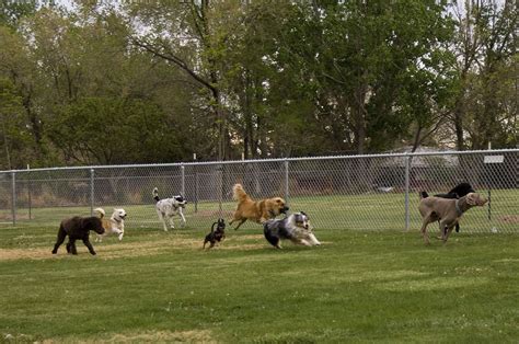 Cãominhando Parque Canino Dog Park