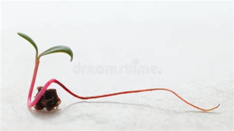 Beet Sprout Stock Image Image Of Seedling Grow Sprout 277919585