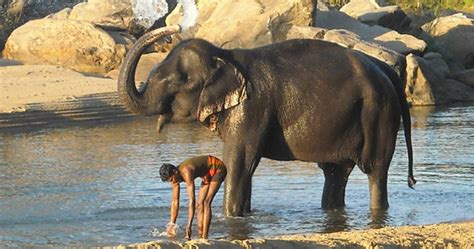 ¿cuáles Son Las Diferencias Entre Los Elefantes Asiáticos