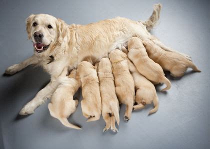 Maybe you would like to learn more about one of these? Genetic Control of Development - Biology Encyclopedia ...