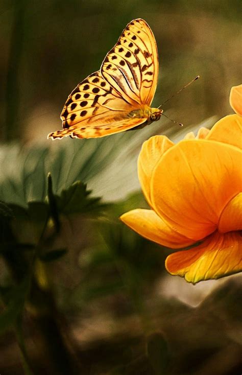Beautiful Butterflies Most Beautiful Butterfly Gods Promises