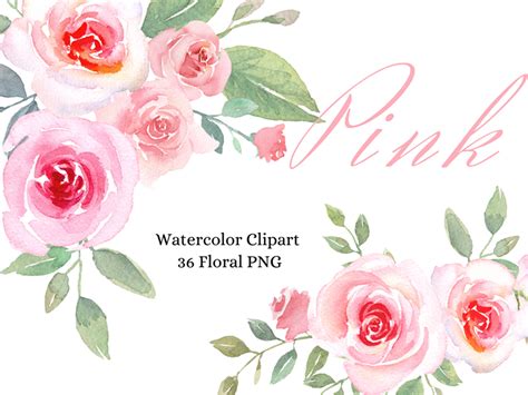 Watercolor Pink Rose Clipart Blush Pink Floral Rose Clipart Etsy