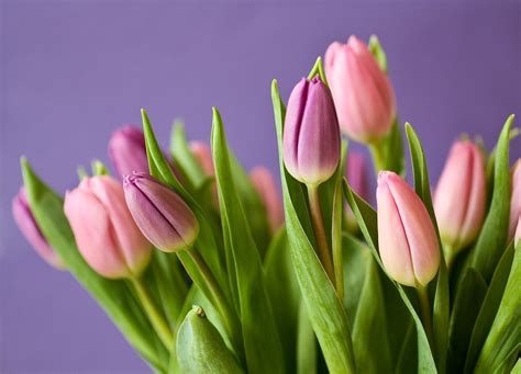 Purple Pink Tulips Free Image Download