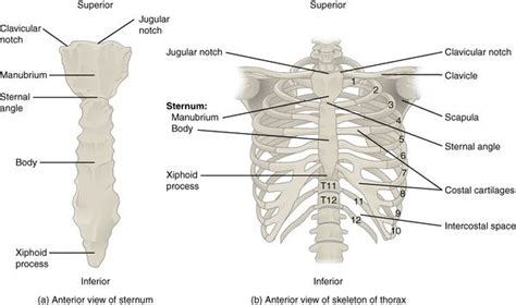 Are The Kidneys Located Inside Of The Rib Cage A Tough Fibrous