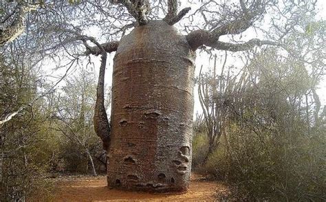 Ten Of The Most Amazing Trees Around The World 6 Top 10 Of Anything
