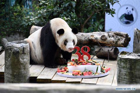 Worlds Oldest Captive Giant Panda Celebrates 38th Birthday Peoples