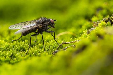 Comment Se Débarrasser Des Moucherons Et Autres Insectes Volants Dans