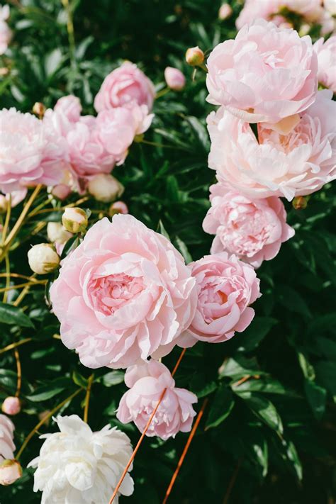 Geraldines Peony Farm Pacific North West Usa — Oh Flora Studio