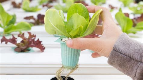 Getting Started With Indoor Hydroponic Gardening Using Hydroponics