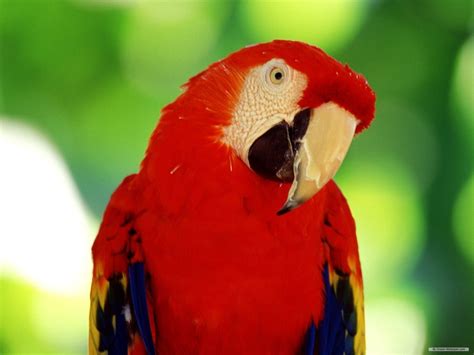 Wallpaper 1920x1440 Px 42 Bird Macaw Parrot Tropical 1920x1440