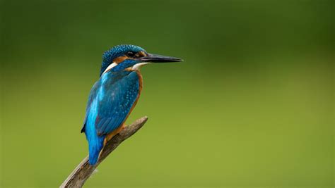 44 Kingfisher Bird Hd Images Images All Wallpaper Hd