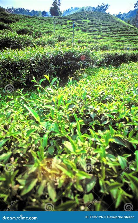 Fresh Green Tea Fields Stock Photo Image Of Drink Chlorophyll 7735126