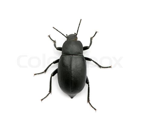 Black Beetle Stock Image Colourbox