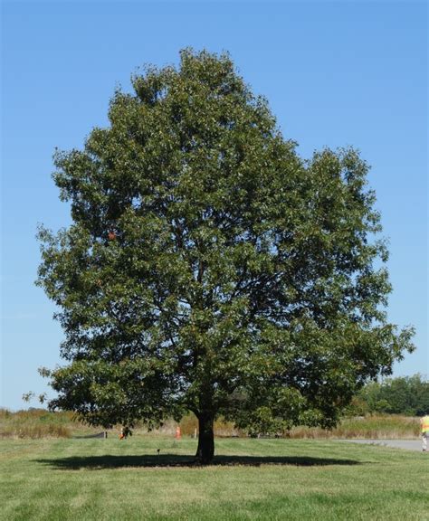 Northern Red Oak Tree Montgomery