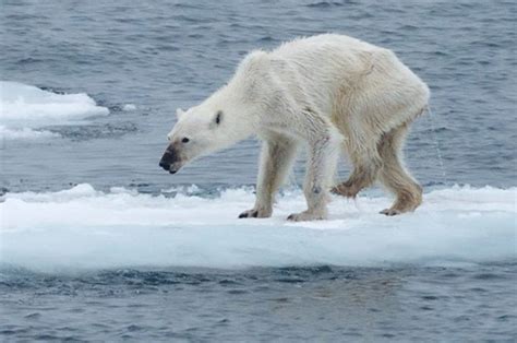 Heartbreaking Photograph Of Starving Polar Bear Goes Viral Daily Star