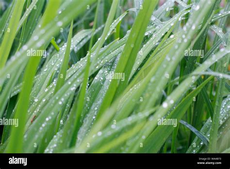 Fresh Green Grass With Dew Drops Close Up Grass After The Rain Light