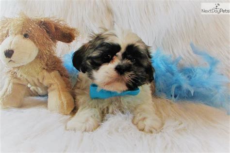 A shichon puppy i originally called about was no longer available when i arrived, but he had a litter available of shitzu mix puppies. Sam: Shih Tzu puppy for sale near Tulsa, Oklahoma. | 0e9ca7f9-5331