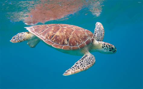 Turtle Swimming HD Wallpaper Baltana