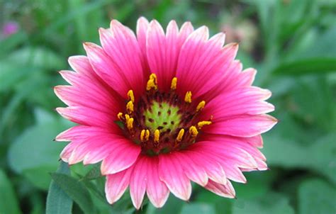 Filepink Flower Wikimedia Commons