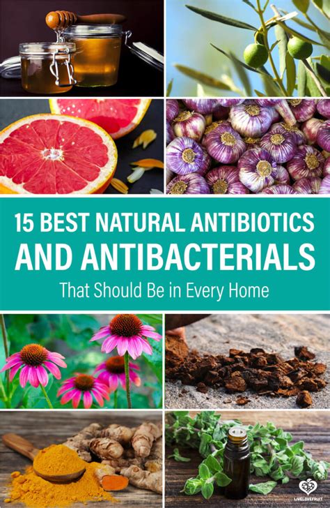 15 Best Natural Antibiotics That Should Be In Every Home Live Love Fruit