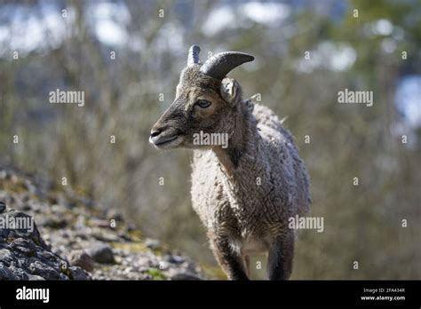 Mouflon Young Female Animal Stock Photo Alamy