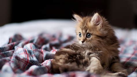 Disheveled Kitten In Bed Wallpapers And Images Wallpapers Pictures