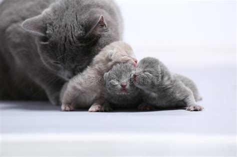 Mother Cat Takes Care Of Her Newly Born Kittens Stock Image Image Of