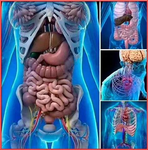 Lista 91 Imagen Esquema De Los órganos Del Cuerpo Humano Alta