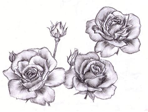 Rose Drawing Tattoo Roses Drawing Tattoo Drawings Cool Drawings