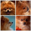 Best dog in the world...Sophie! | Animales