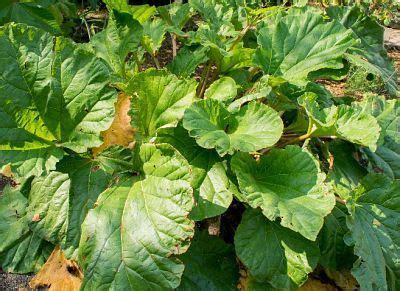 Suchen sie zum pflanzen ihres rhabarbers einen platz mit weitsicht aus: Rhabarber: Erntezeit, Anbau & Inhaltsstoffe | Botanik ...